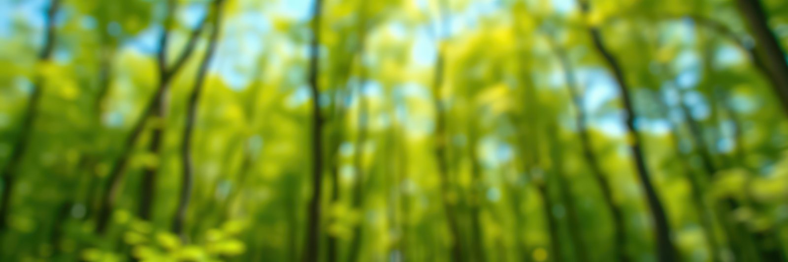 Lush green forest with sunlight filtering through trees during spring season